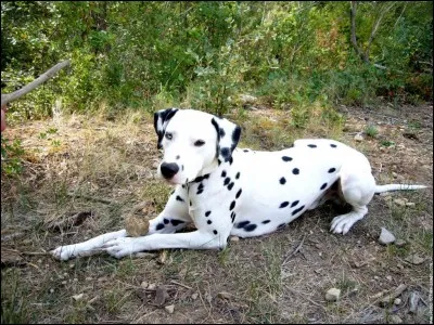 Animaux - Quelle est cette race de chien ?
