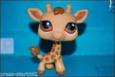 Quel est ce petshop ?