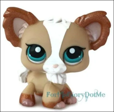 Quel est ce petshop ?