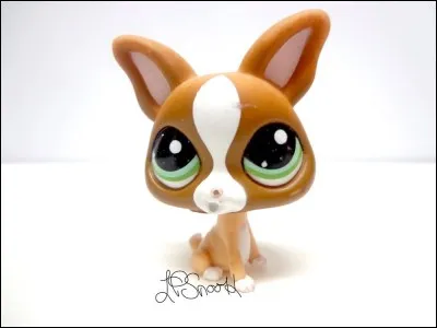 Quel est ce petshop ?