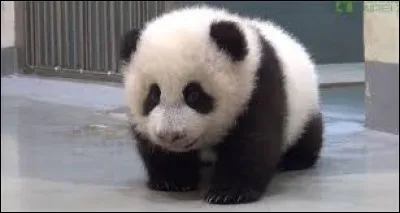 Quel est le nom de baptême du premier bébé panda né au Zoopark de Beauval ?
