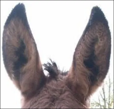 Les oreilles d'ânes sont une spécialité des Hautes-Alpes !