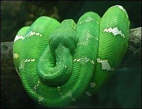 Quiz Serpents