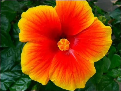 Quelle est cette couleur ?