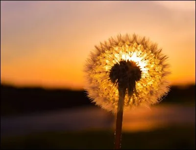 Avec qui Sacha Distel a-t-il chanté "Tu es le soleil de ma vie" ?