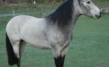 Quiz Galop 1