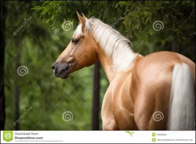 Quelle est la robe de ce cheval ?