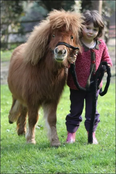 Quelle est la race de ce cheval ?