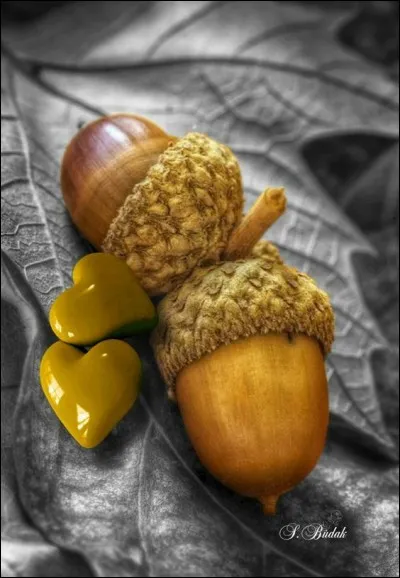 Ce fruit a donné son nom à une pâtisserie, laquelle ?