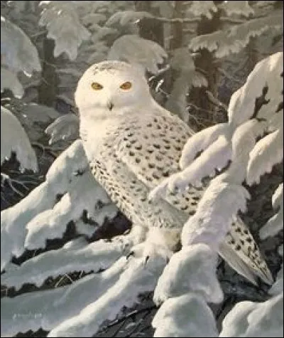 Quel est le nom de la chouette d'Harry Potter ?