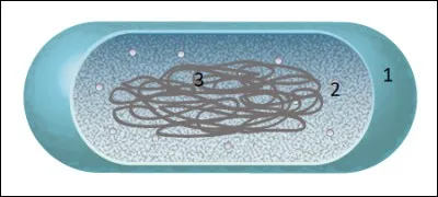 Sur le schéma de cette bactérie, à quoi correspond le N°3 ?