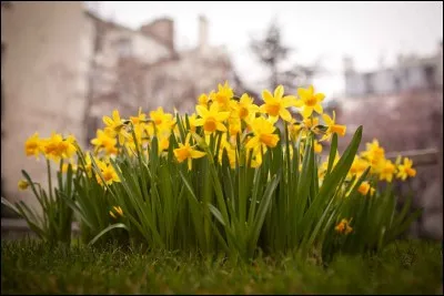Quelle sont ces fleurs ?