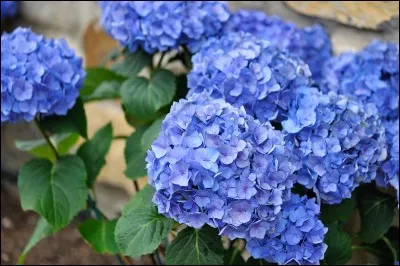 Quelles sont ces fleurs ?