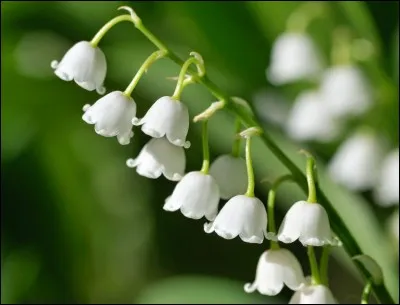 Quel est le nom de cette fleur ?