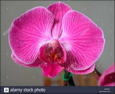 Quel est le nom de cette fleur ?