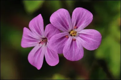 Quel est le nom de cette fleur ?