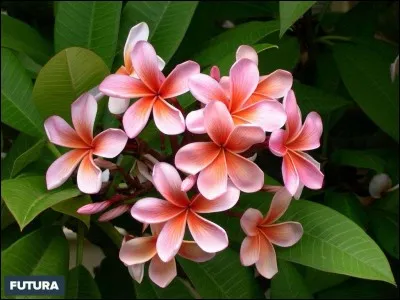 Dans quel film on peut entendre cette chanson ''Poco Loco'' ?