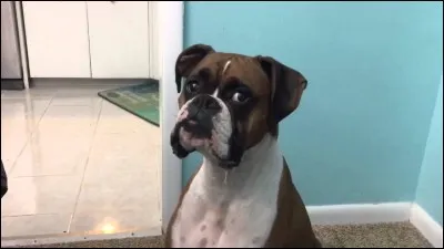 Combien de couleurs ont les boxers ?