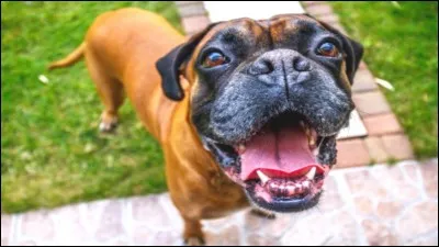 Quel poids peut atteindre un boxer adulte ?