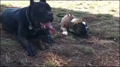 Quelle race ressemble le plus au boxer ?