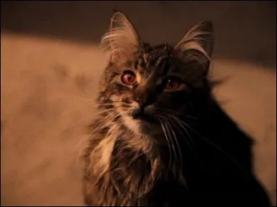 Que reproche-t-on à Harry, Ron et Hermione ?