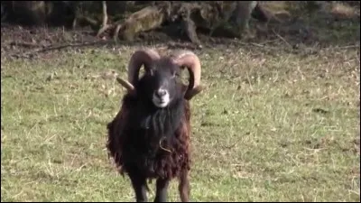 Comment s'appelle le bélier géant ?