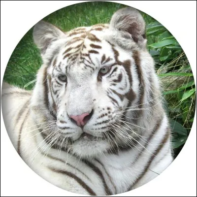 Dans le tome 3, Lishay a un tigre blanc. Il s'appelle...