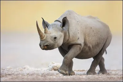 Le surnom des hommes aux rhinocéros est...