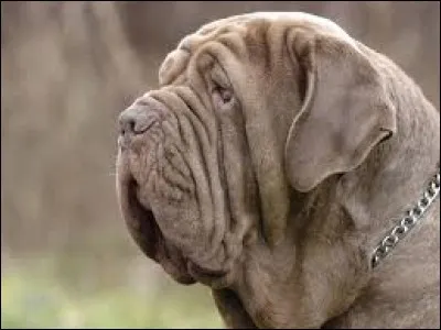 Quelle est la race de ce chien ?