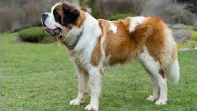 Quelle est la description physique du "Saint-bernard" ?