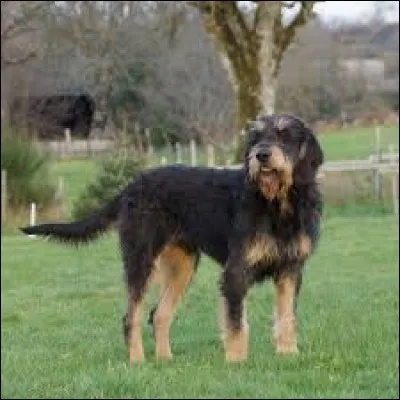 Quelle est la race de ce chien ?