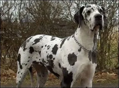 Quelle est la race de ce chien ?