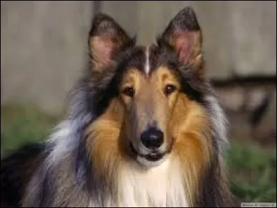 Quel est le caractère du "berger écossais" ?