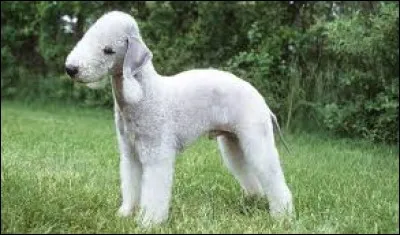 Quelle est la race de ce chien ?