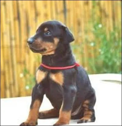 Quelle est la grandeur du "dobermann" ?