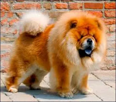 De quel pays vient la race "Chow-chow" ?