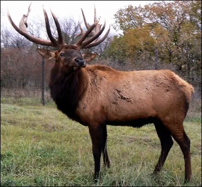 Le wapiti contient plus de protéines que le buf ou le poulet.