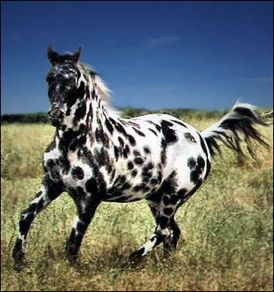 Quelle est cette race ?