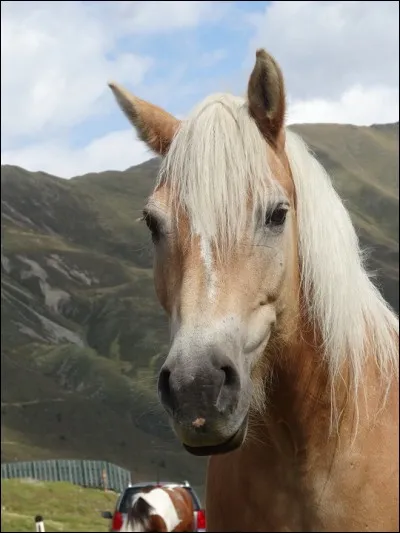 Quelle est cette race ?