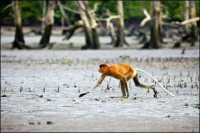 Dans quel pays se situe la plage déserte et isolée "Monkey Beach" ?