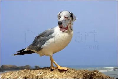 Quel héros de BD a un chat et une mouette rieuse ?