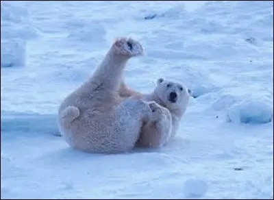 L'ours blanc est-il hivernant ?
