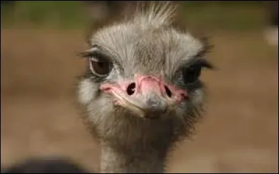 Quels sont les animaux que l'on trouve traditionnellement dans une crèche de Noël ?