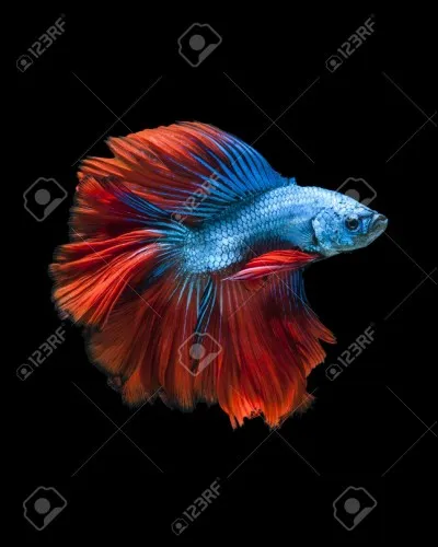 Si on met plus de rouge que de bleu, on obtient...