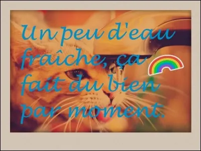 Un chat ne peut pas boire de l'eau salée sinon il risque de mourir.