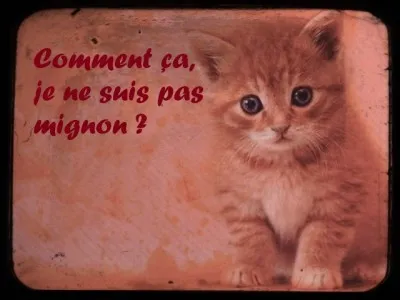 Quelle est la plus petite race de chats ?