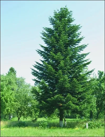 Complétez les paroles : '' Mon beau sapin, roi des forêts, que j'aime ta ........ " ?