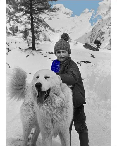 Quelle est la race de Belle ?