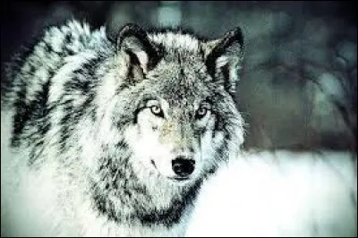 Complétez cette expression : "Faire entrer le loup dans la...