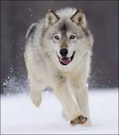 Complétez cette expression : "Se jeter dans la ... du loup".